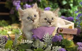 Fond D Ecran A Telecharger Gratuitement Jolis Chatons Siamois Dans Un Panier In 2020 Cute Animals Kittens Cutest Animal Wallpaper