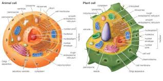 We would like to show you a description here but the site won't allow us. Structure And Function Lesson 3 Cell Organelles Diagram Quizlet