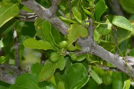 Image result for Pyrostria