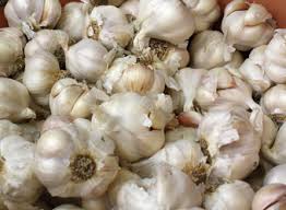 We did not find results for: Oderings Garden Centres Gardening Guide How To Grow The Best Garlic