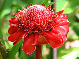 Hawaii 2006 Flower Red Torch Ginger Ginger Flower Torch Ginger Torch Ginger Flower
