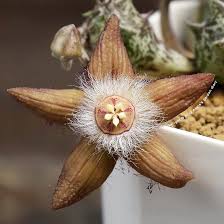 Image result for Duvalia