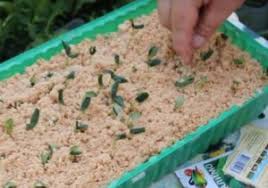 Sciure De Bois Pour Le Jardin Les Avantages Et Les Inconvenients En Tant Que Fertilisant Informations Generales 2020