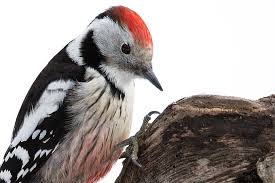 Spechte Im Vergleich Nabu