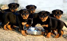 The rottweiler is a large breed herding and guard dog. Rottweiler Puppy Adoption 101 Rottweilerhq Com