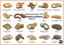 ball python morph chart google search ball python ball