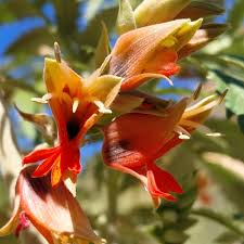 Image result for Exochaenium grande