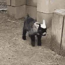 Fainting Goat Gifs Tenor
