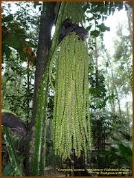Image result for Caryota urens