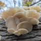 Fall Mushroom Foraging, with Andi Reisdorf (née Bruce) — Driftless Folk School