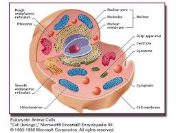We did not find results for: Mitochondria Mitochondria Are Membrane Enclosed Organelles Distributed Through The