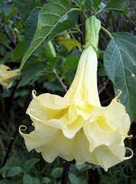 Yellow Angel S Trumpet Planting Flowers Rare Flowers Plants