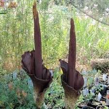 Image result for Amorphophallus abyssinicus