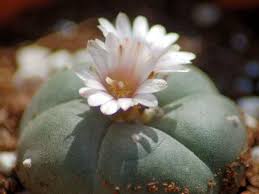 A cactus (plural cacti, cactuses, or less commonly, cactus) is a member of the plant family cactaceae, a family comprising about 127 genera with some 1750 known species of the order. 27 Cacti Without Spines Ideas In 2021 Succulents Cacti And Succulents Cactus Plants