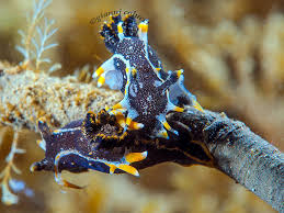 Image result for Erythrococca polyandra