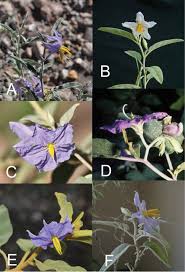 The solanaceae family of vegetables include potatoes, tomatoes, eggplant, capsicum and chillies. A Revision Of The Solanum Elaeagnifolium Clade Elaeagnifolium Clade Subgenus Leptostemonum Solanaceae