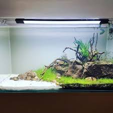 Pin By Fish Pools Trading Llc On Aquascaping Uae Aquascape Aquarium Relax