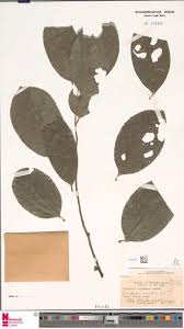 Image result for Clappertonia polyandra