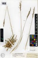 Image result for Andropogon amethystinus