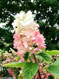 Check spelling or type a new query. Pinky Winky Hydrangea Care Your Ultimate Guide Garden Sanity By Pet Scribbles
