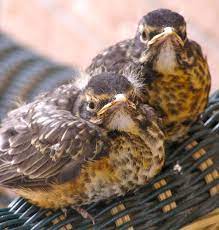 Pin By Cindy Law On Boids Baby Robin Backyard Birds Nature Birds
