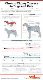 Chronic Kidney Disease In Dogs And Cats Infographic Ckd Has Gone Up Over The Past 7 Years According To This Stud Vet Medicine Animal Hospital Veterinary Tech