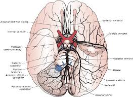 Embryologically, its early connection with choroidal vasculature and primary role as a rostral internal carotid artery trunk, lead to many important variations with substantial clinical significance — cerebral aneurysm and perforator avm. The Blood Supply Of The Brain Neupsy Key