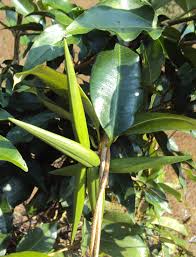 Image result for Cryptolepis apiculata