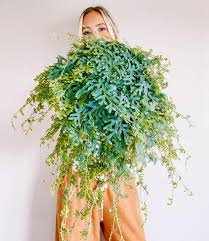 Image result for Nidorella pinnata