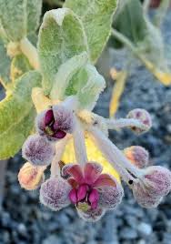 Image result for Ascolepis capensis