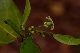 Image result for Celtis mildbraedii