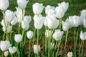 Tanaman monstera akan berbunga untuk pertama kali setelah berumur 3 tahun. Klasifikasi Dan Morfologi Tanaman Hias Bunga Lily Ilmu Pertanian