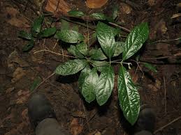 Image result for Icacinaceae