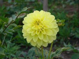 Cw Clack Beautiful Flowers Flower Garden Dahlia