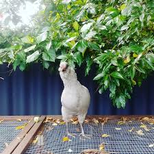Check spelling or type a new query. Keeping Chickens An Omlet Eglu Chicken Coop Review Treading My Own Path Less Waste Less Stuff Sustainable Living