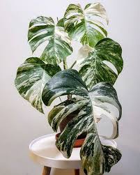 Monstera Borsigiana Variegata House Plants Plant Leaves Plants