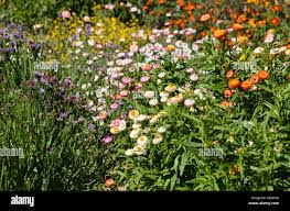 Image result for Helichrysum stenopterum