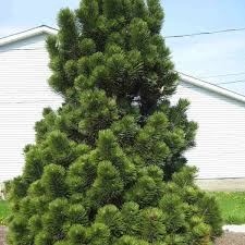 Bosnian pine is a popular ornamental tree in parks and large gardens, giving reliable steady though not fast growth on a wide range of sites, and with a very bosnian pine — baltažievė pušis statusas t sritis vardynas apibrėžtis pušinių šeimos dekoratyvinis augalas (pinus leucodermis), paplitęs pietų. Buy Bosnian Pine Pinus Heldreichii Leucodermis 10 Seeds Online Seeds Hobbyseeds Store