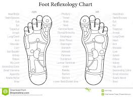 foot reflexology chart outline stock vector illustration