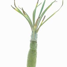 Image result for Kleinia sp.no.1