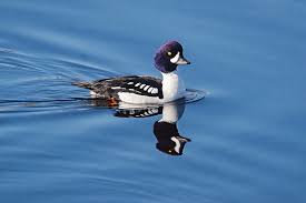 Goldeneye is a secret service themed challenge developed by creosote and hosted on vulnhub. Barrow S Goldeneye Duck Photograph By Mark Miller