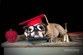 Dog Graduation Cap Graduation Hat Costume Etsy Dog Hat Your Dog Dogs