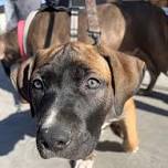 Missoula Clinic — The Street Dog Coalition