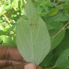 Image result for Pouzolzia guineensis