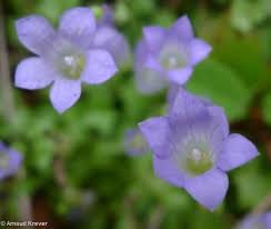 Image result for Wahlenbergia ramosissima