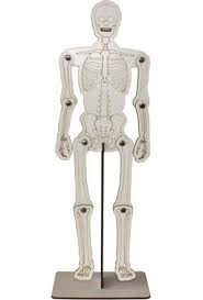İskelet modelinden lamba nasıl yapılır (i̇lginç lamba tasarımları) diy how to make a skeleton lamp. Iskelet Modeli Fiyatlari Ve Cesitleri Hepsiburada