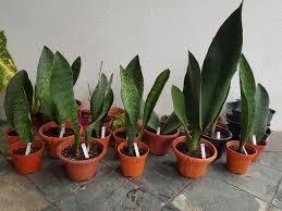 Very large robust fins available! 30 Sale Sansevieria Masoniana Congo Whale Fin Snake Plant Furniture Home Living Gardening Plants Seeds On Carousell