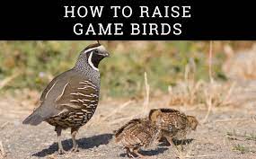 Game Birds Can Be Raised For Meat Enjoyed At Home To Help Train Hunting Dogs And For Release Back Into The Wild Fo Game Birds Raising Pheasants Raising Quail