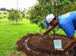 Pokok durian biasanya berbuah satu kali saja pada setiap tahun,akan tetapi terdapat jenis buah durian tertentu yang boleh berbuah sebanyak 2 kali dalam setahun. Cara Merawat Pohon Durian Jual Bibit Tanaman Buah Termurah Mekar Bibit