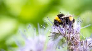 Mein balkon hat auf der kurzen seite ca. Pflanzen Fur Bienen Hummeln Und Schmetterlinge Ndr De Ratgeber Garten Zierpflanzen